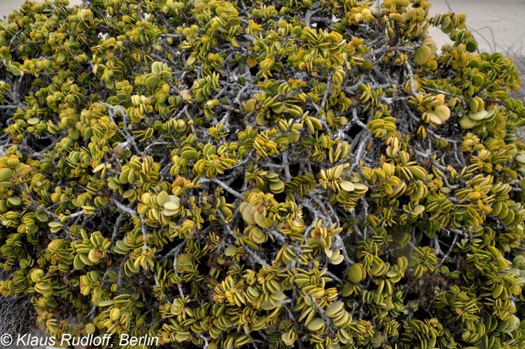 Zygophyllum stapfii (Dollar bush), une espèce endémique du désert du Namib, Namibie.